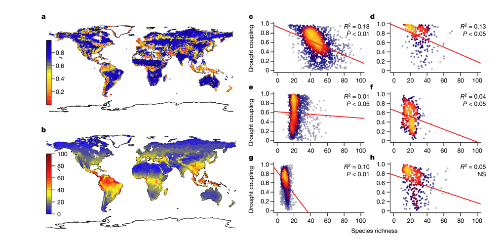 Figure 3. Hydraulic diversity of forests regulates ecosystem resilience during drought.png